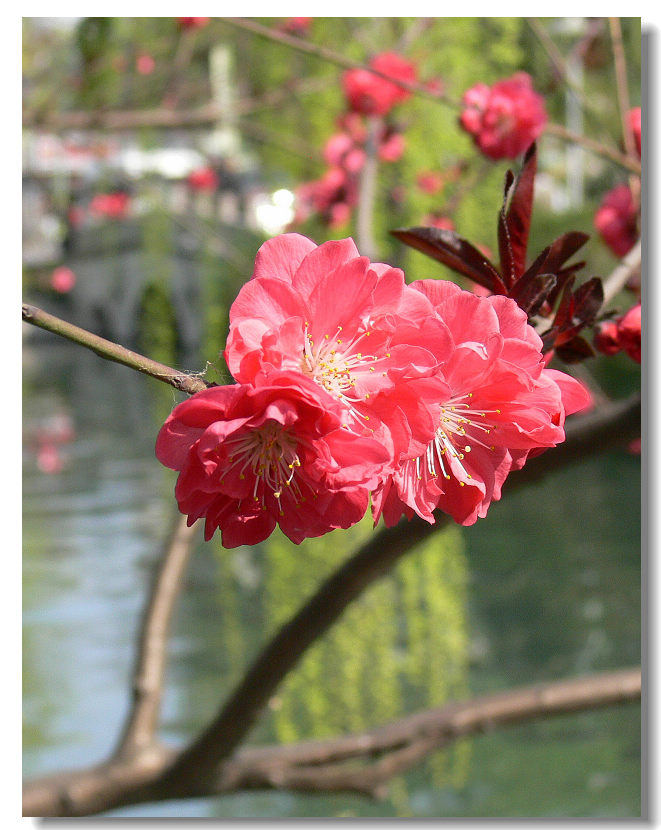 西湖的桃花 摄影 杭州人