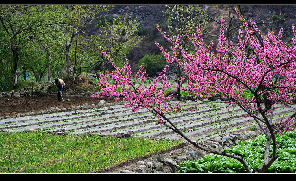 春色满园 摄影 youzong