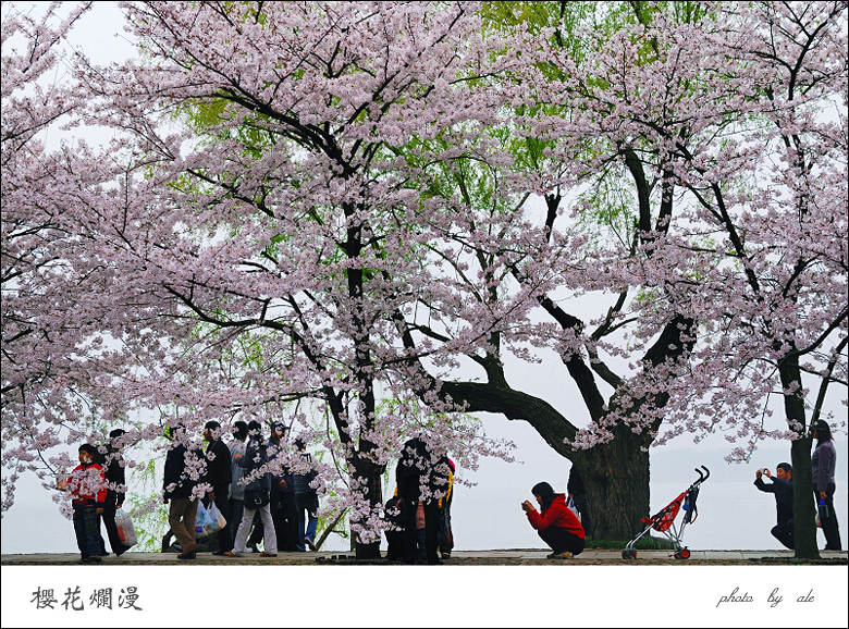 樱花烂漫 摄影 阿乐