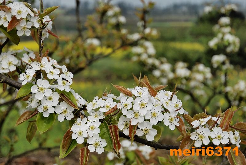 大林梨花 摄影 工兵13