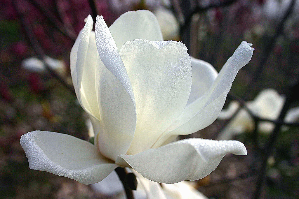 玉兰花 摄影 linshouwen