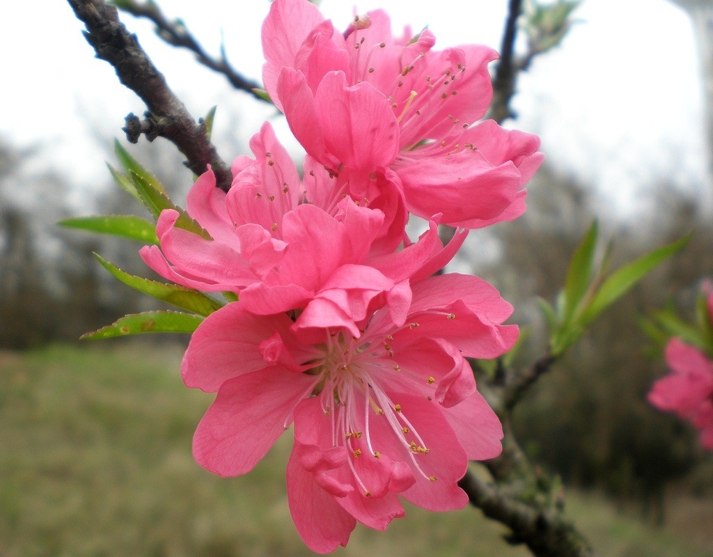 再见桃花 摄影 玉庵