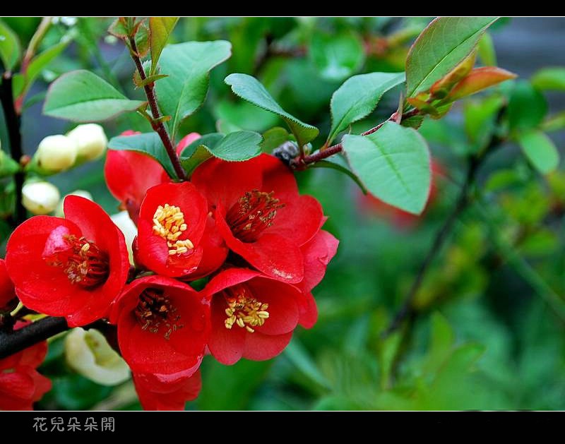 花儿朵朵开 摄影 老树新芽