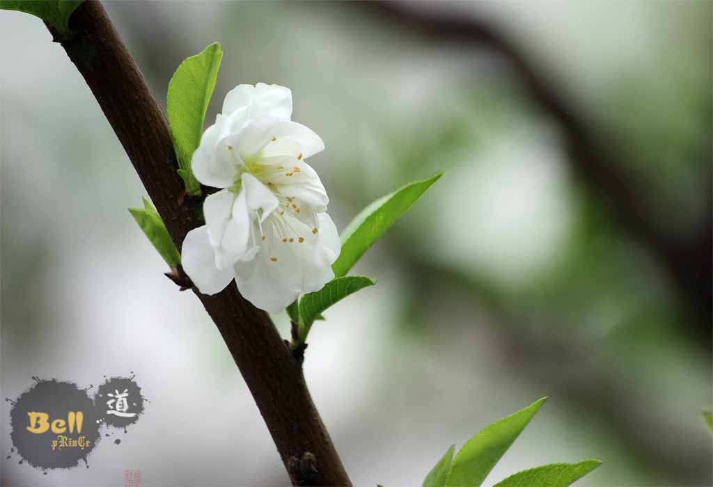 花 摄影 铃铛王耔