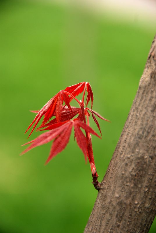 春的红叶 摄影 庄哥2