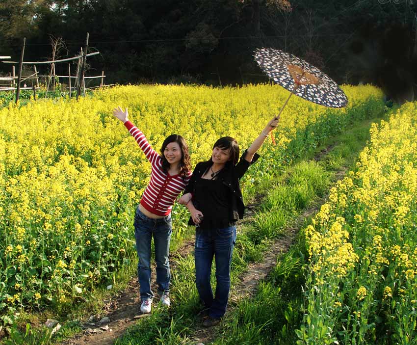 婺源油菜花3 摄影 若木