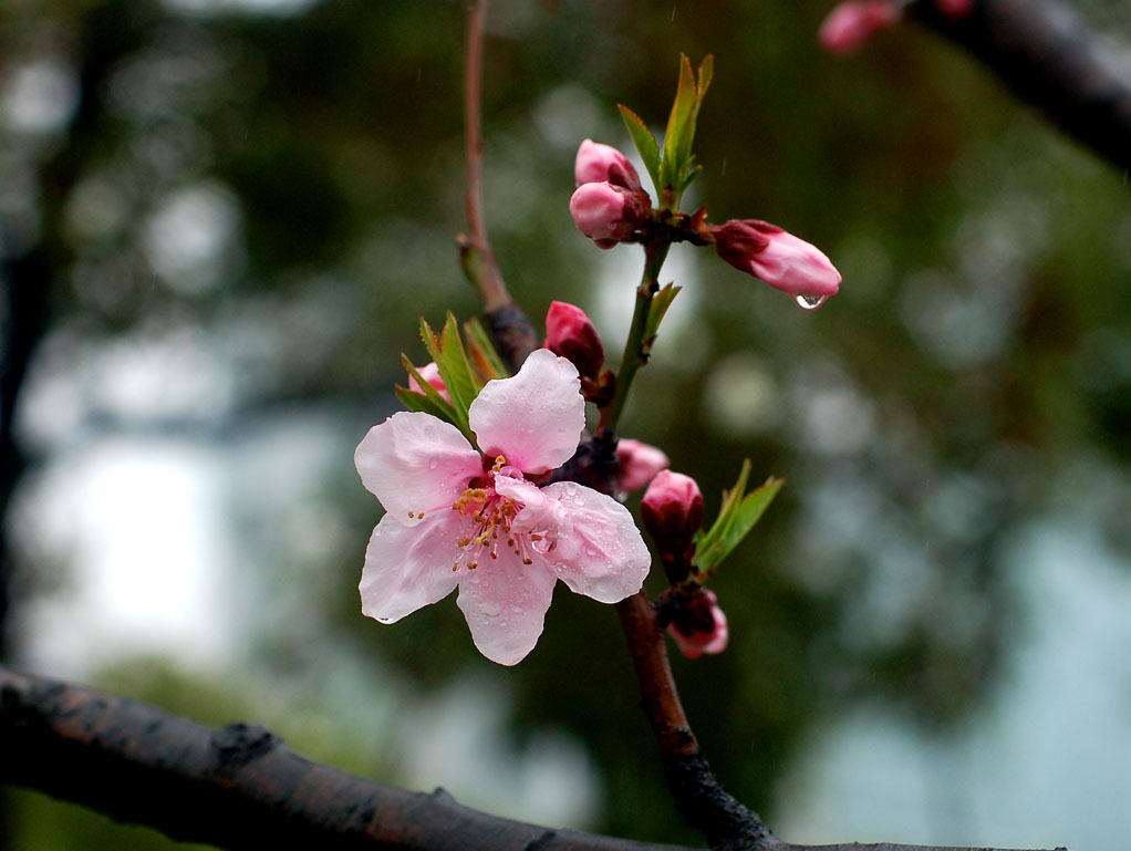 春雨 . 生命 之三 摄影 摄郎四十二度