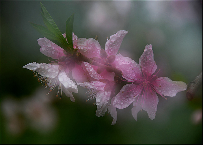 春雨 摄影 雨亦奇