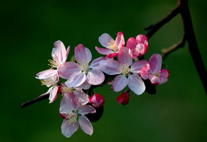 小花 摄影 黔林