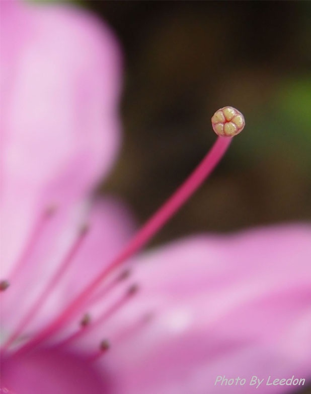 芬芳 摄影 小石浪子