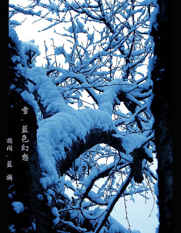 雪.蓝色幻想 摄影 指间.蓝