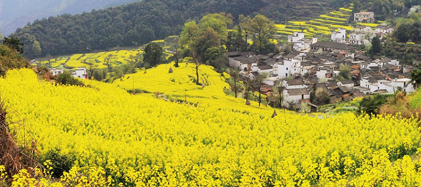 江岭之春(一) 摄影 上饶人家