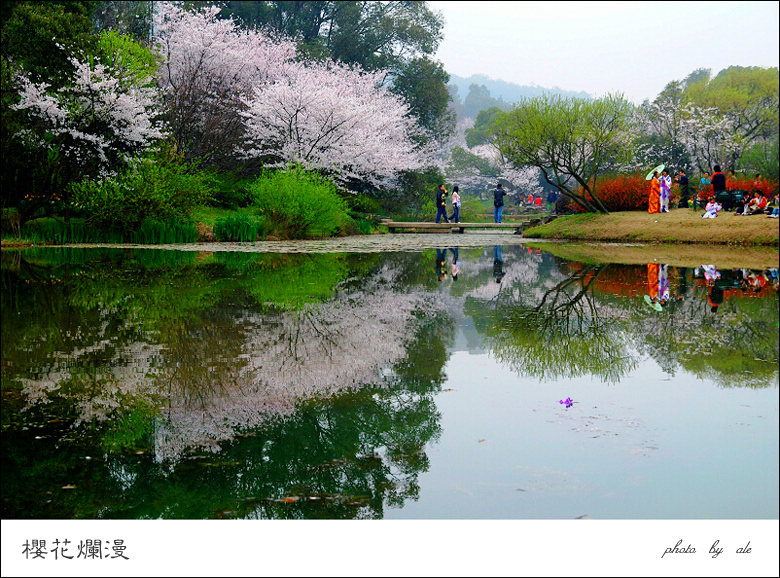 樱花烂漫——无锡景(105) 摄影 阿乐