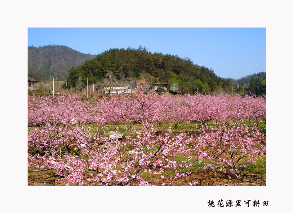 桃花源里可耕田 摄影 theone2006