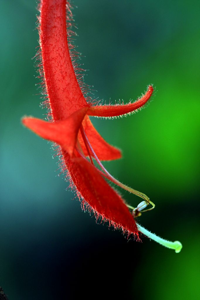 花蕊 摄影 北京大李