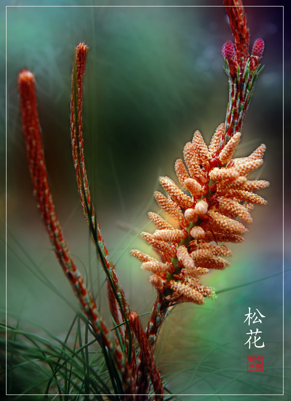 松花 摄影 海鹰