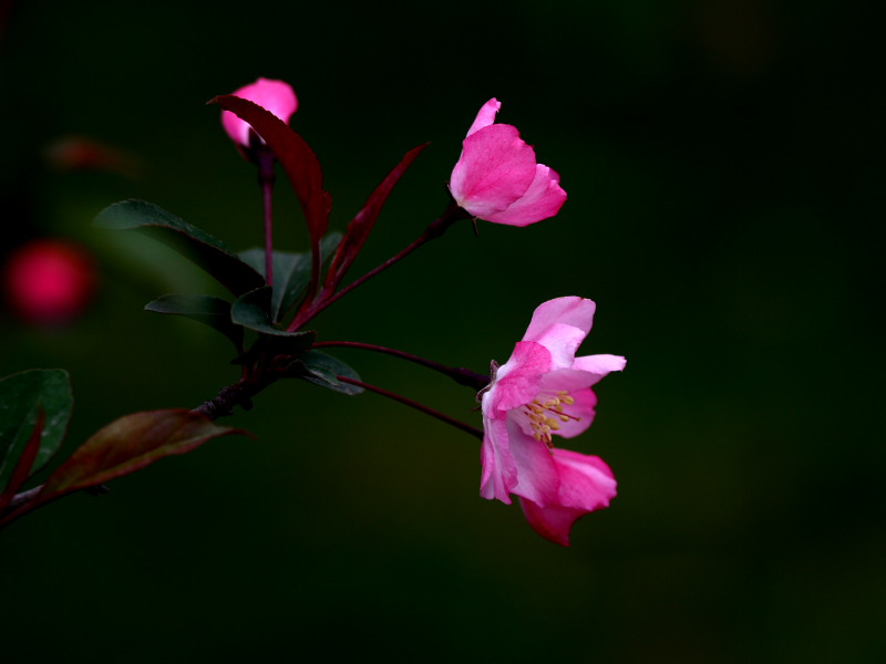 花儿 摄影 麦克