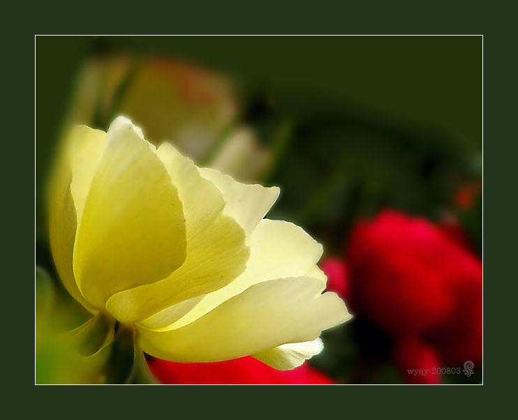 春花锦簇（1） 摄影 无香茉莉