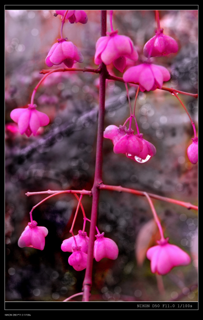 玫瑰雨季 摄影 文祥