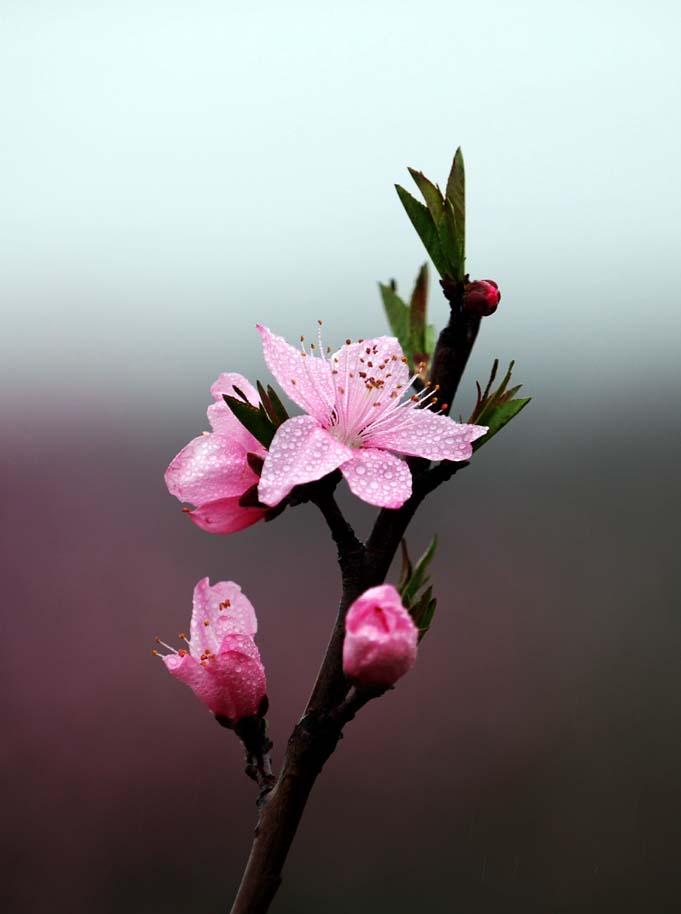 细雨中的桃花 摄影 晴朗的天