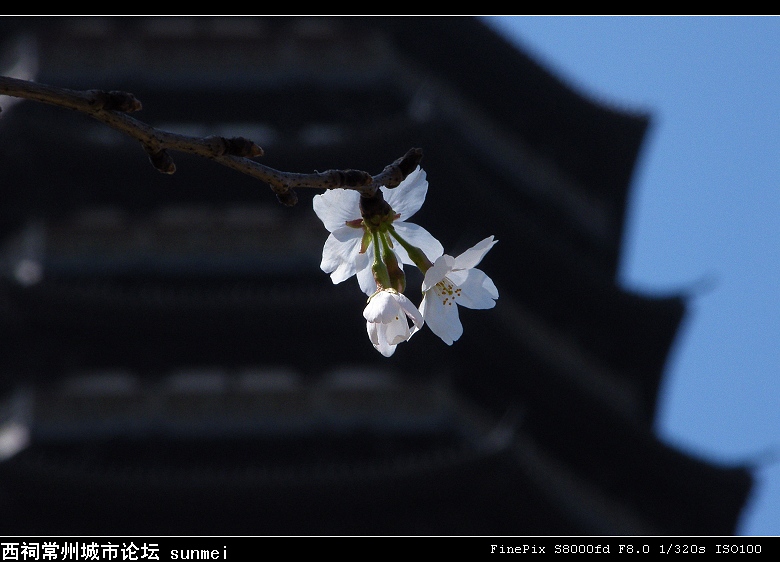 樱花开了 摄影 凝芸冰澜