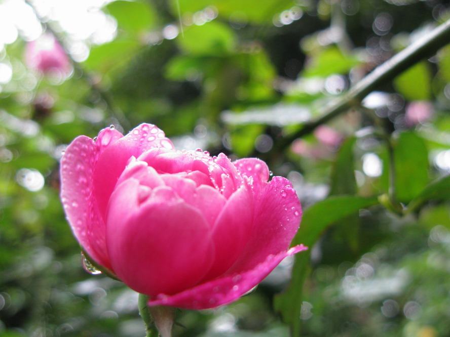 雨露花 摄影 夜雨花仙