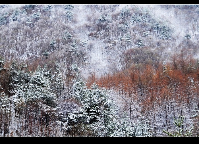 伏牛春雪图 摄影 老秋