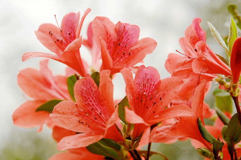 红杜鹃花 摄影 情趣花韵