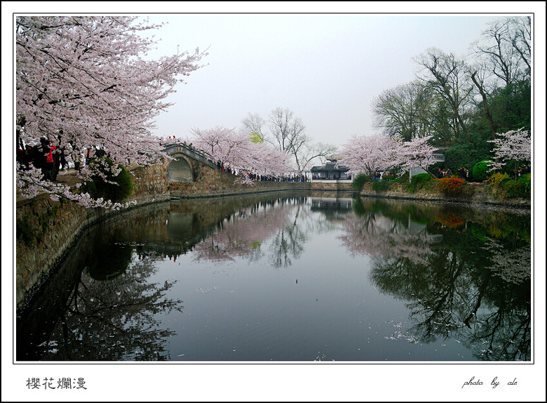 樱花烂漫——无锡景(106) 摄影 阿乐