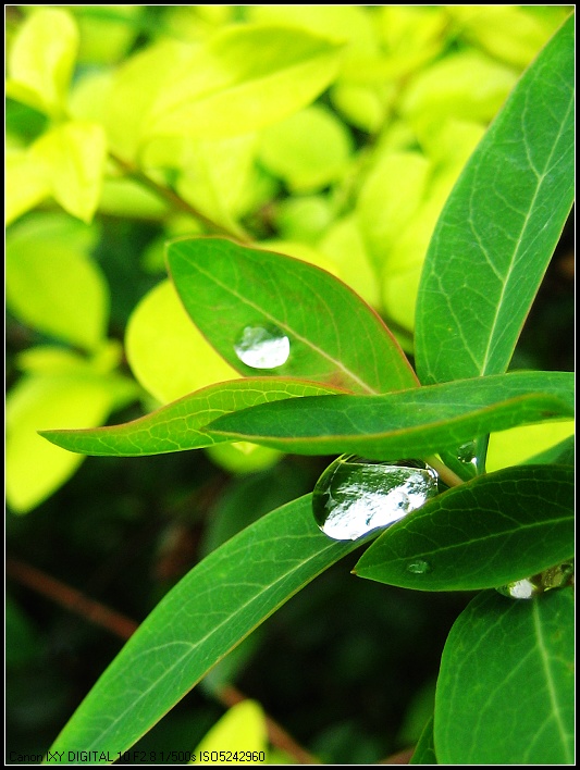 秋日雨后看苏州 摄影 木樨黄谷