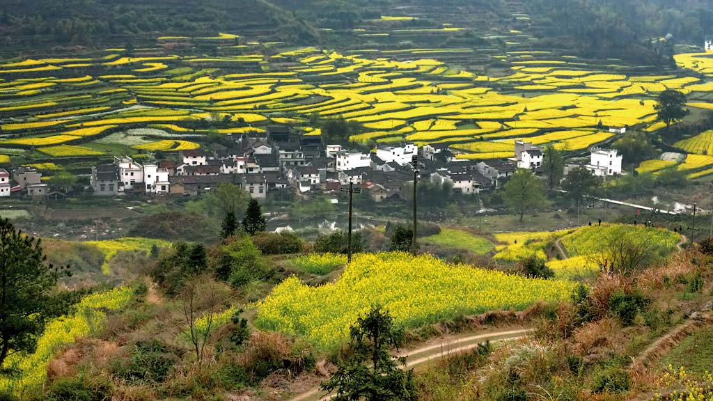 江铃油菜花 摄影 天从人愿