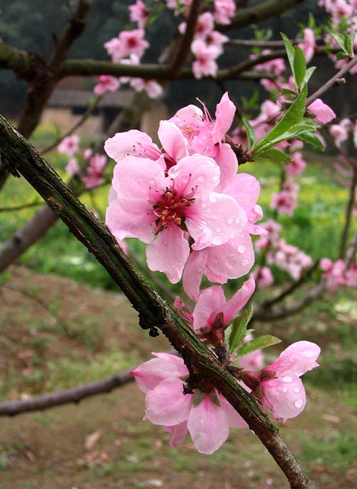 桃花妖娆 摄影 菲子拾趣