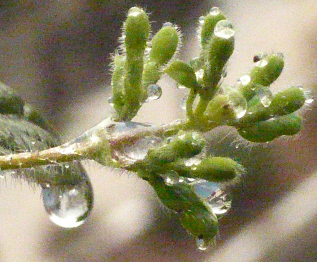 雨后 摄影 新边缘