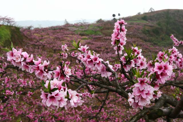 桃花满山 摄影 坐标