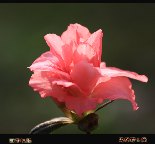 花中此物是西施 摄影 悠然野士