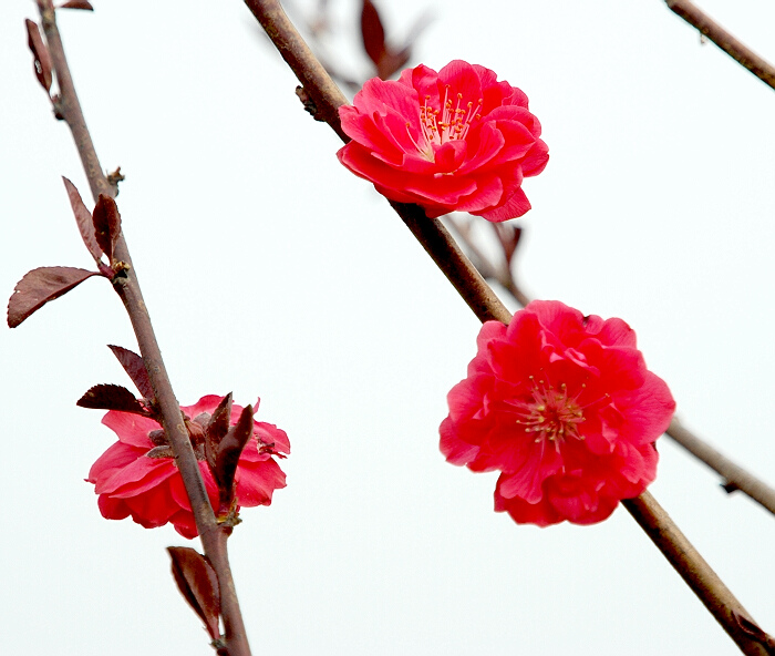 花开迷人 摄影 依河望湖