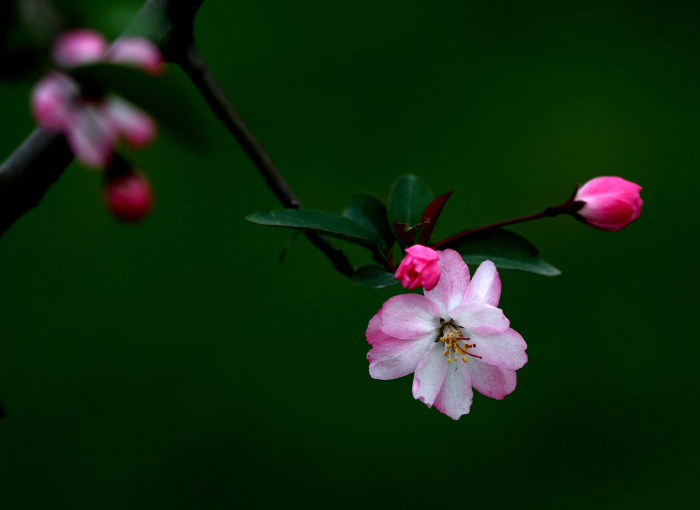 花儿 摄影 麦克