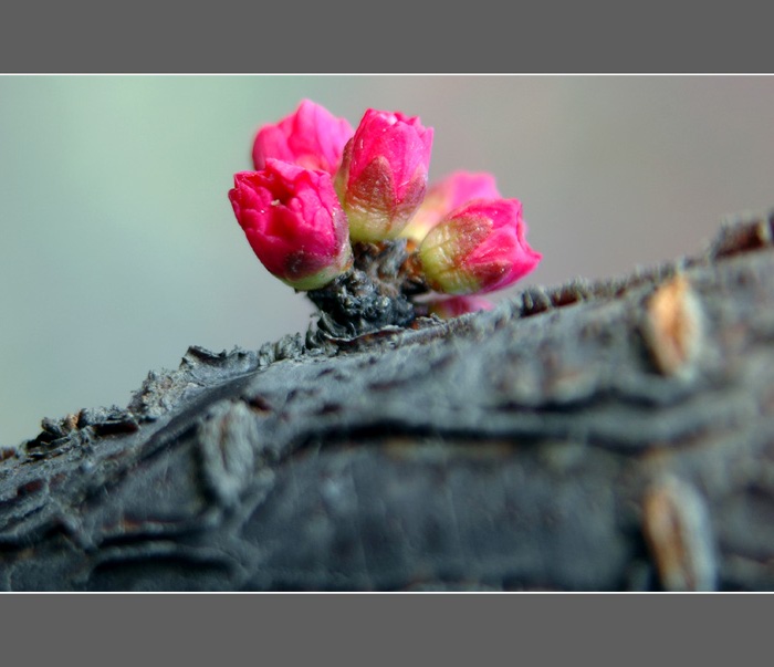 花开时节---桃花 摄影 加农