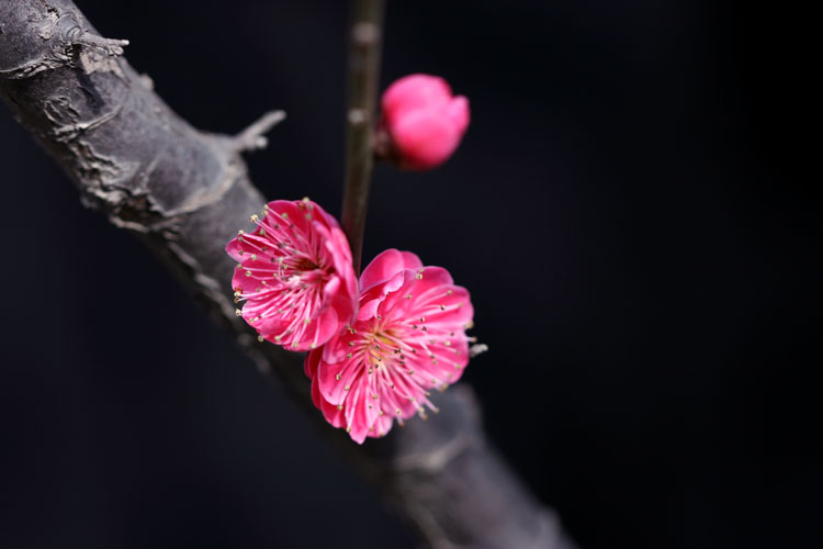 三月花开 摄影 中华龙乡