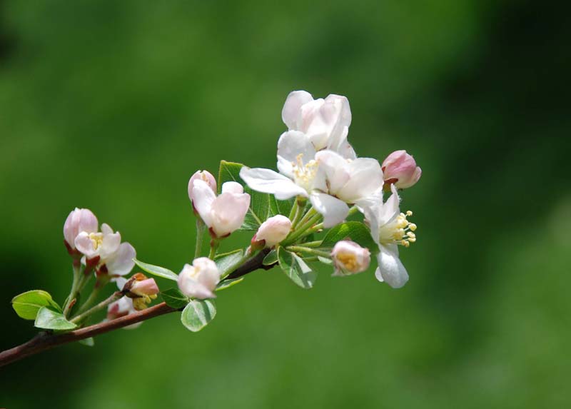 浣花溪之西府海棠 摄影 Anlan