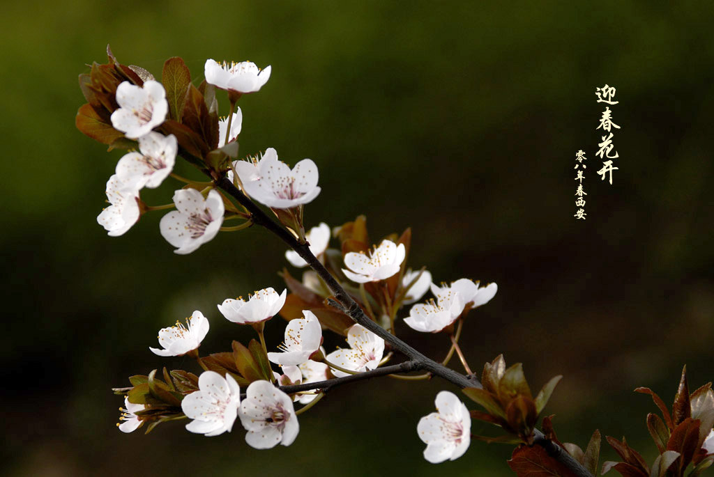 迎春花开 摄影 梦杳