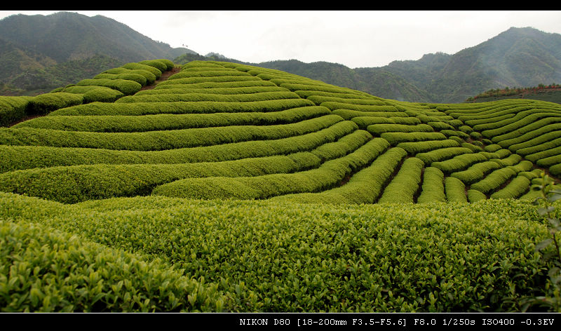 茶园风光 摄影 千岛湖