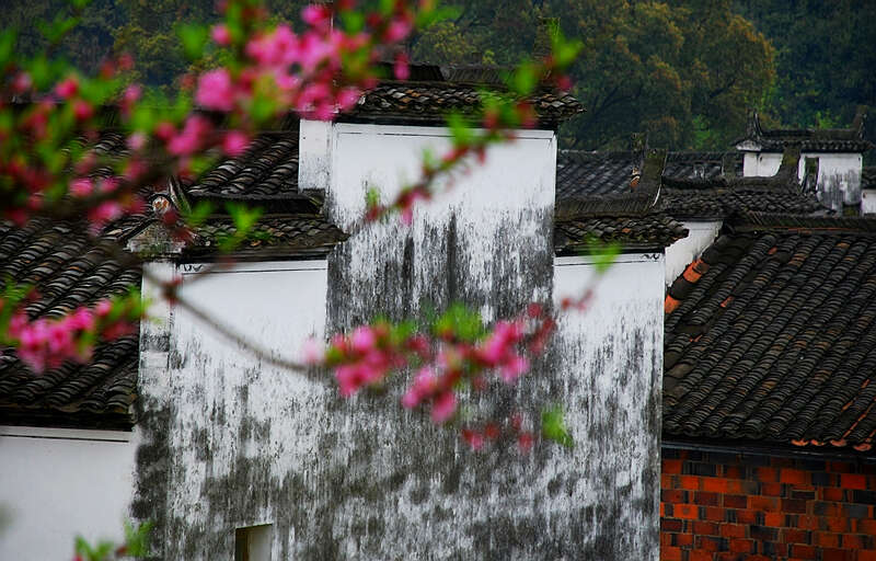 婺源行 摄影 紫竹常绿