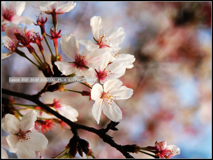 樱花 摄影 风之影cyj