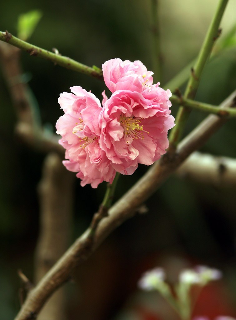 双桃花 摄影 摄迷