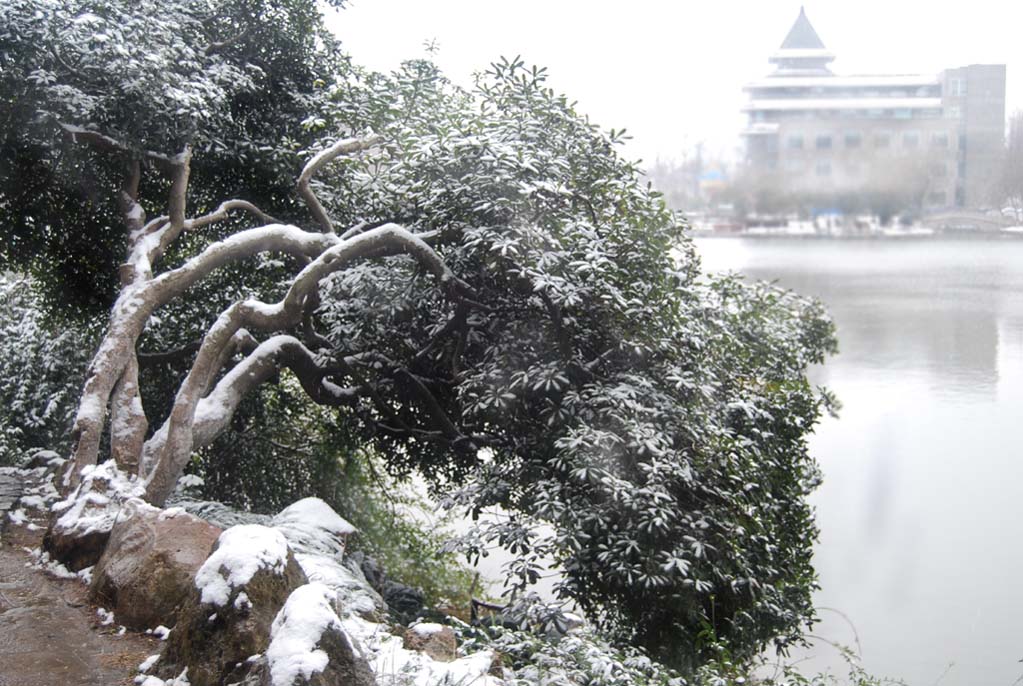 雪 摄影 寒唏