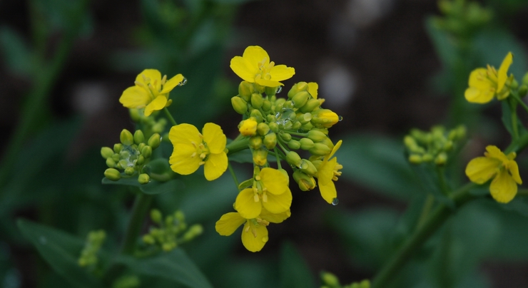 压畦春露菜花黄.jpg 摄影 行摄山人