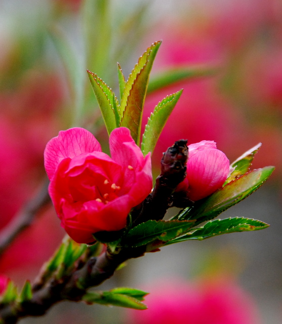 三月桃花艳2 摄影 嵩风