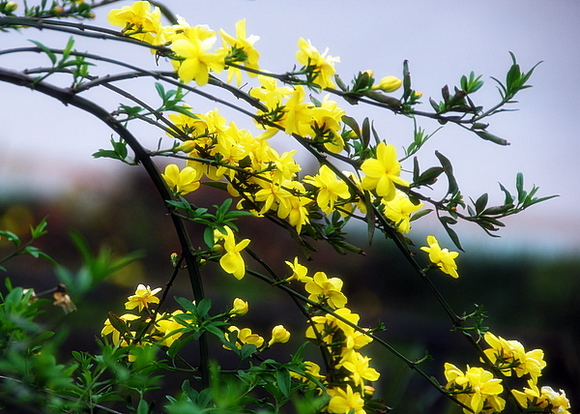 迎春花 摄影 永远顺风