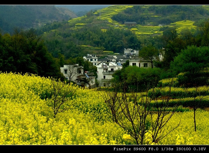 又是一年菜花香–３ 摄影 可欣